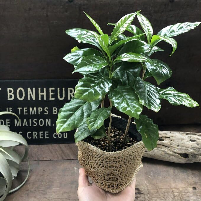 Amazon｜パリジェンヌ17 コーヒーの木 潤やか葉っぱ 観葉植物